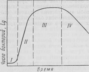 General characteristics of bread products