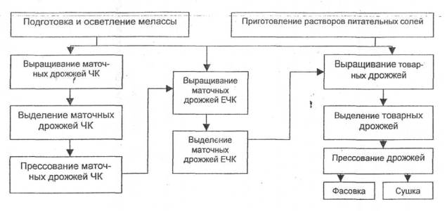 Storage and preparation for production of baking yeast