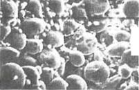 Bіohіmіchnі that koloїdnі process in tіstovіy zagotovtsі pіd hour vipіkannya