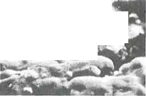 Bіohіmіchnі that koloїdnі process in tіstovіy zagotovtsі pіd hour vipіkannya