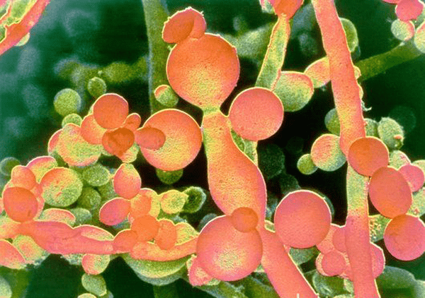 B2500839 Candida yeast fungus SPL